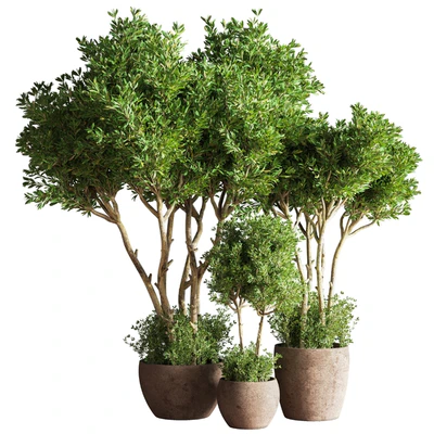 Indoor Plant Set 50 — Ver 4