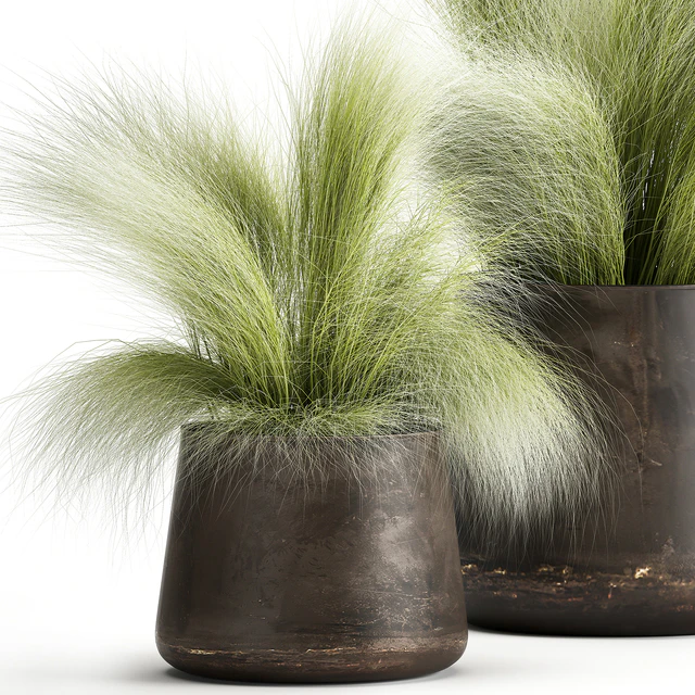 Collection of plants of fluffy bushes in outdoor pots Grass grass, hummock. Set 908. — Descargar