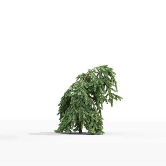 Spruce — Скачать