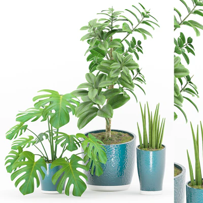 Plant 43 — Вид 1