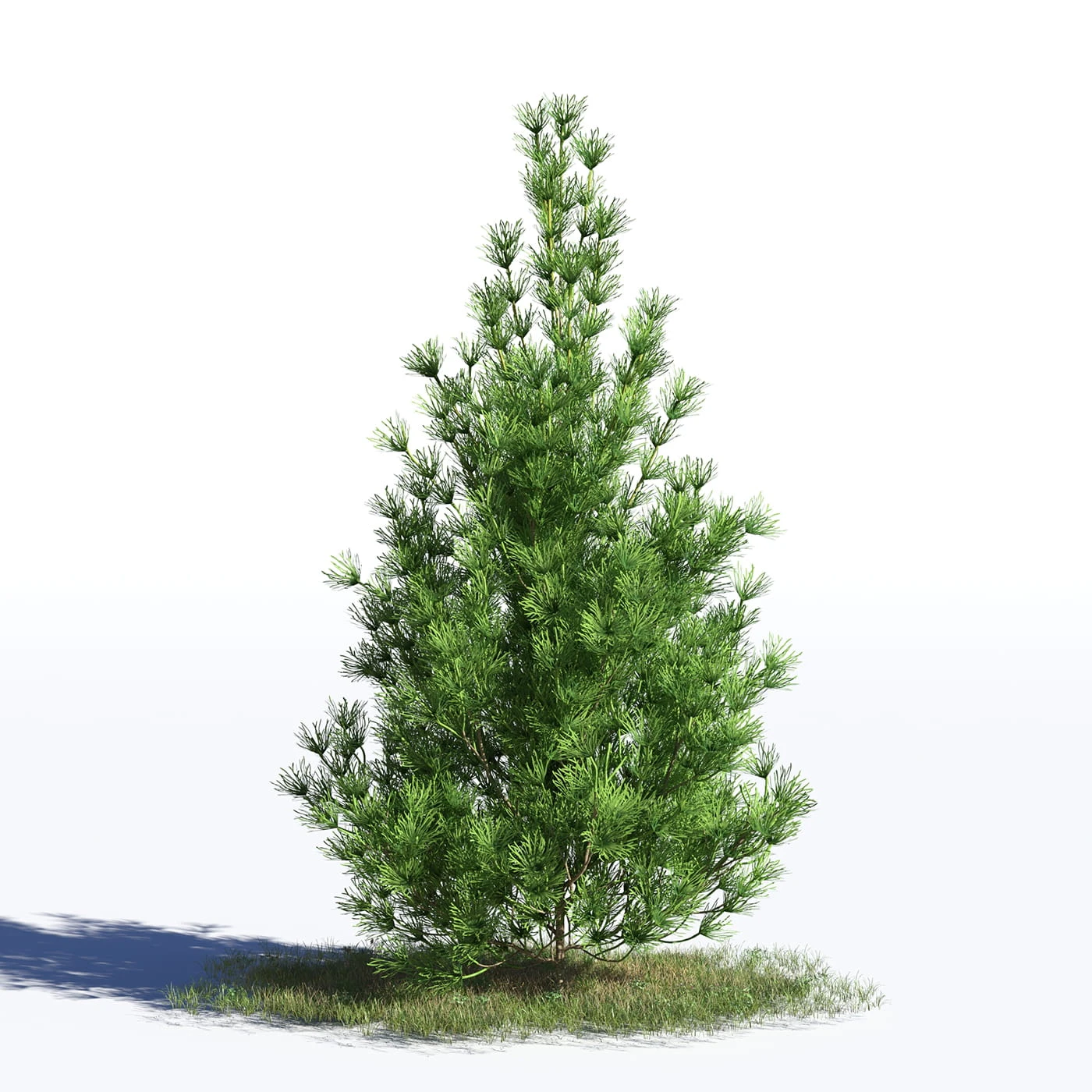 coniferous trees 032 — Descargar