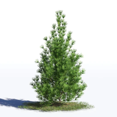 coniferous trees 032 — Descargar