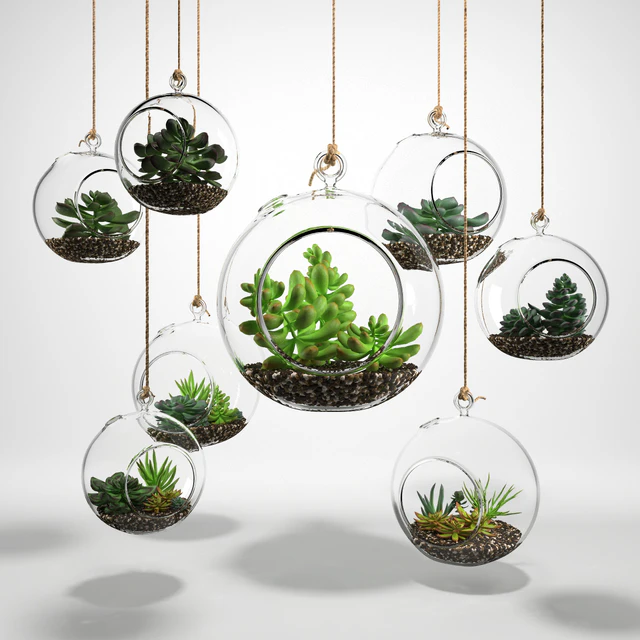 Sedum in a glass bowl — Descargar