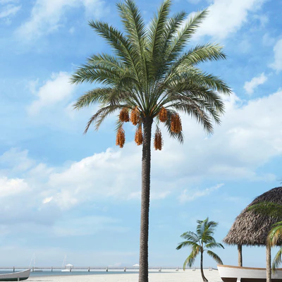 palm trees 020 — Скачать