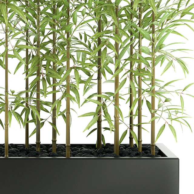 BAMBOO PLANTS 49 — Скачать