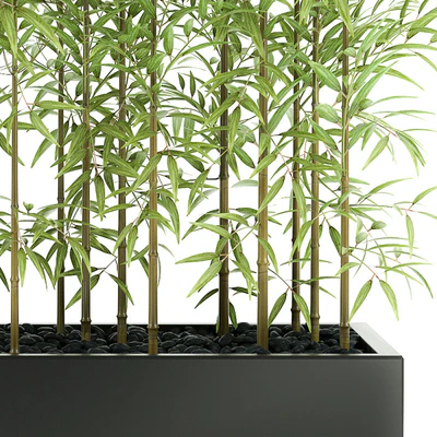 BAMBOO PLANTS 49 — Вид 2
