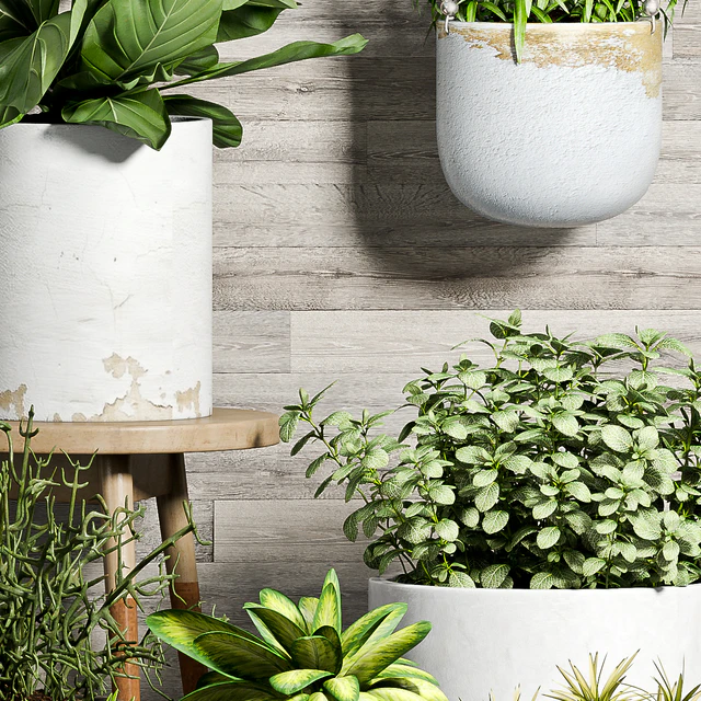 PLANT SET -58 — Descargar