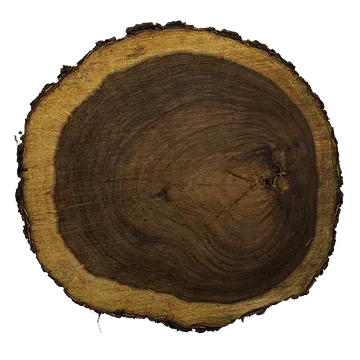 tree trunk 010 — Descargar