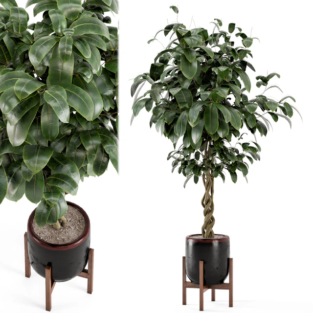 Indoor Plants in Combination of wood & concrete Pot - Set 301 — Descargar
