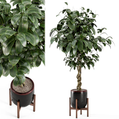 Indoor Plants in Combination of wood & concrete Pot - Set 301 — Ver 1