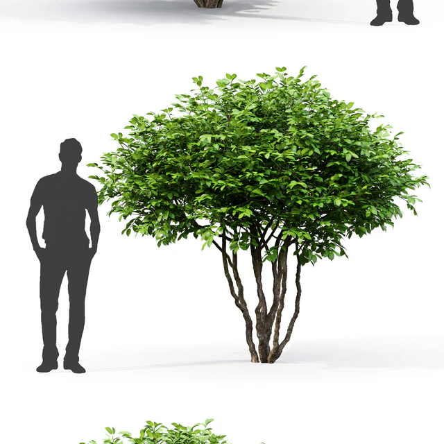 Euonymus — Descargar