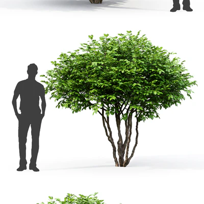 Euonymus — Ver 3