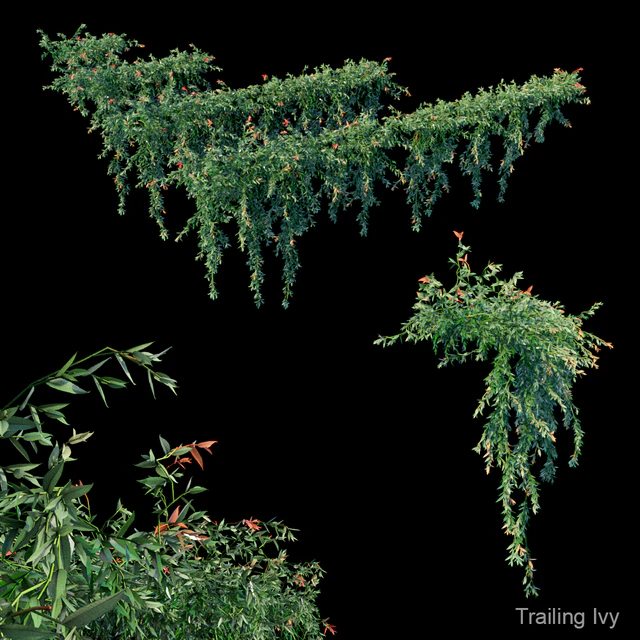 Trailing ivy — Download