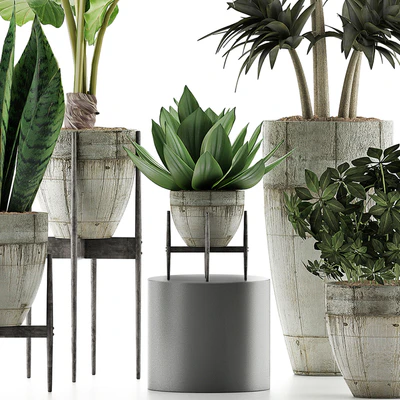 Plants Collection 37 — Ver 5