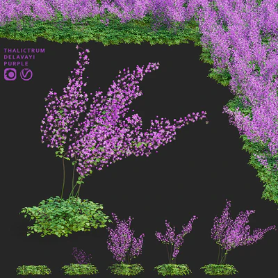 Thalictrum delavayi flowers | Thalictrum delavayi Purple — descargar