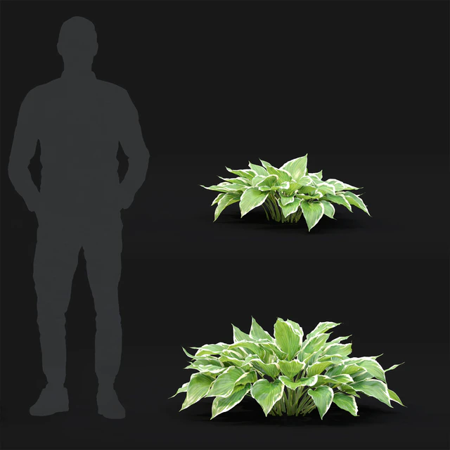 Hosta — Скачать