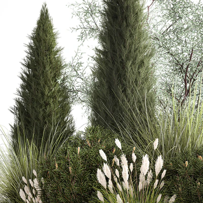 Alpine hill olive, pine, reed, thuja and cypress, feather grass grass, silver goof. Plant collection 1188 — Ver 4