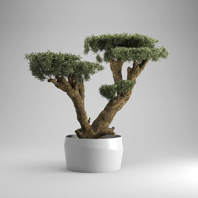 Olea plata — Ver 3