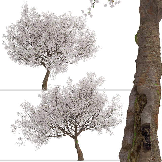 Yoshino Cherry Tree (Prunus yedoensis) (1 Tree) — Скачать