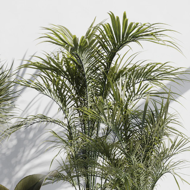 indoor plant set 72 — Descargar