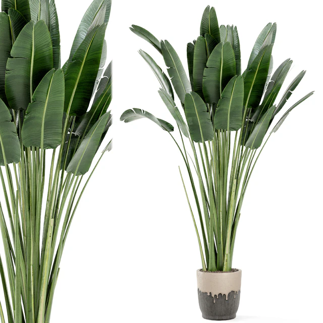 Indoor Plants In Handmade Glazed pot - Set 190 — Descargar