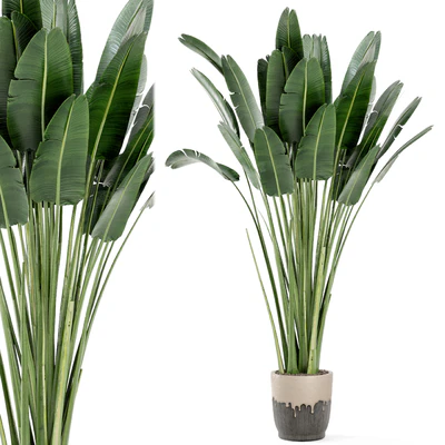 Indoor Plants In Handmade Glazed pot - Set 190 — Ver 1