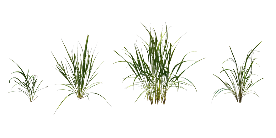 lemongrass 001 — Descargar