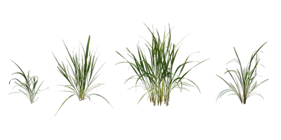 lemongrass 001 — Descargar