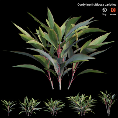 Cordyline fruiticosa varieties — Вид 3