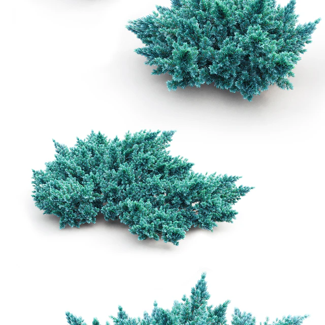 Juniper squamata # 1 — Descargar