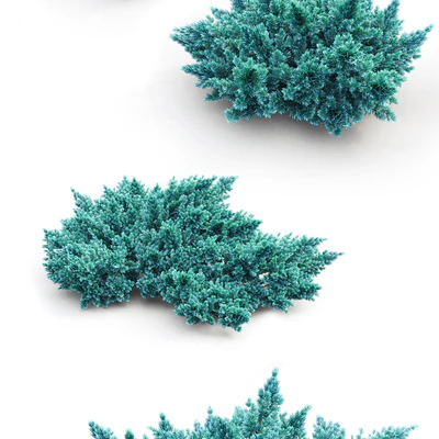 Juniper squamata # 1 — Ver 3