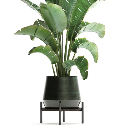Beautiful lush decorative Banana palm in a modern luxury pot on legs with strelitzia, indoor banana. Set 446. — Ver 2