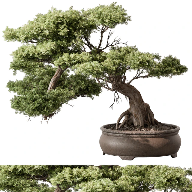indoor Plant 584 - Bonsai Plant — Скачать