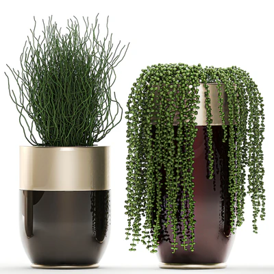 Collection of plants in gold pots Godwin Longhi with hanging, Banana, calathea, Krestovnik, Strelitzia. Set 706. — Ver 4