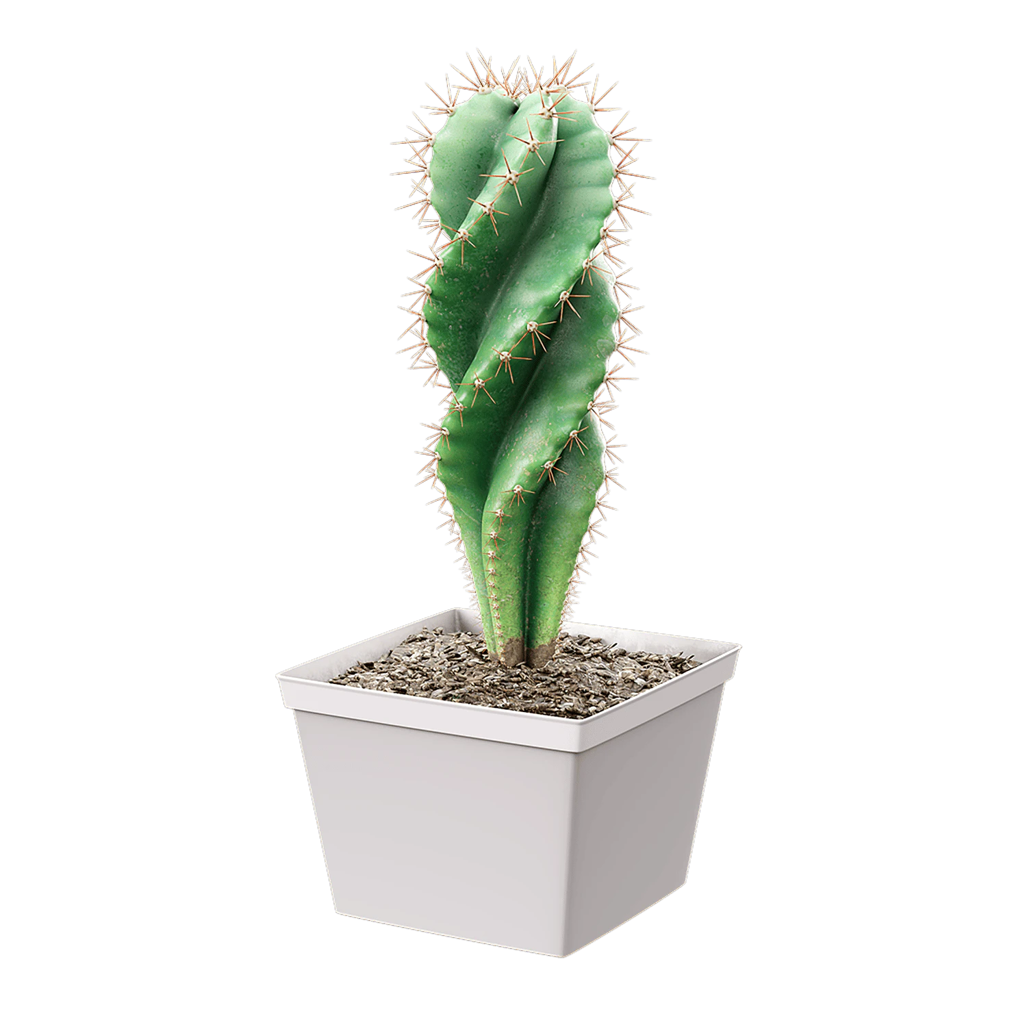 plant cactus spiralis — Скачать