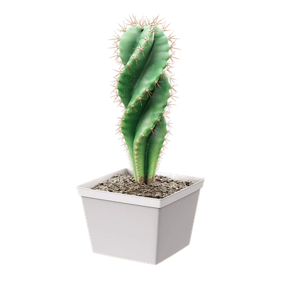 plant cactus spiralis — Скачать