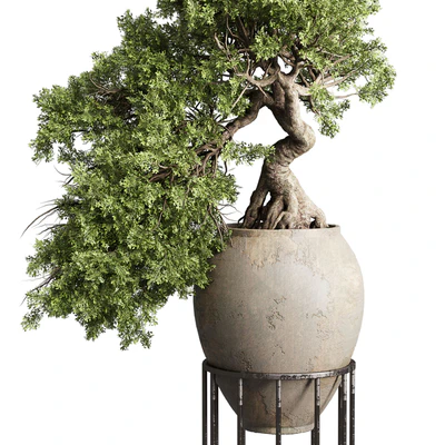 Bonsai tree in an old earthenware vase indoor plant 343 — Ver 3
