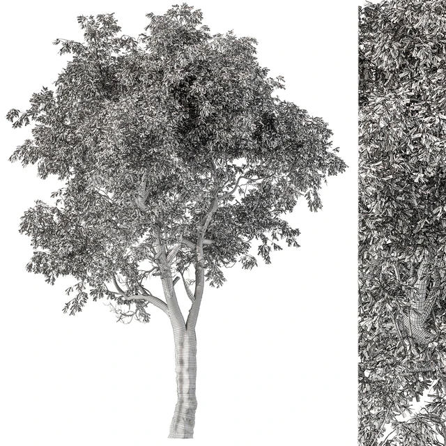 Broadleaf Tree Set 217 — Скачать