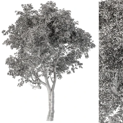 Broadleaf Tree Set 217 — Вид 3