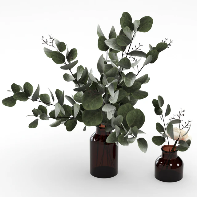 Bouquets of eucalyptus. — Descargar
