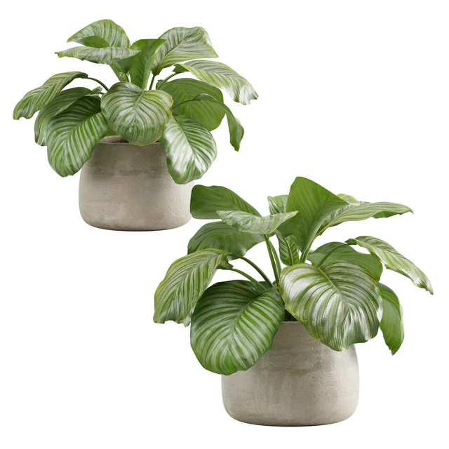 Potted Calathea Orbifolia — Скачать