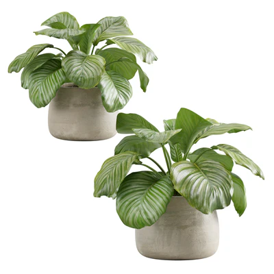 Potted Calathea Orbifolia — Вид 4