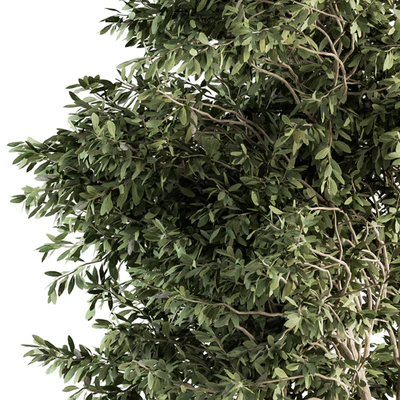 Outdoor Plants Olive - Set 82 — Ver 3