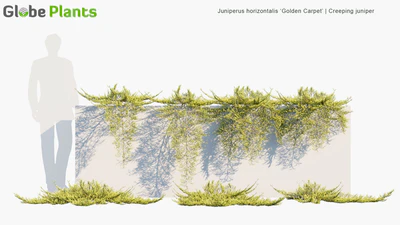 juniperus horizontalis golden carpet — download