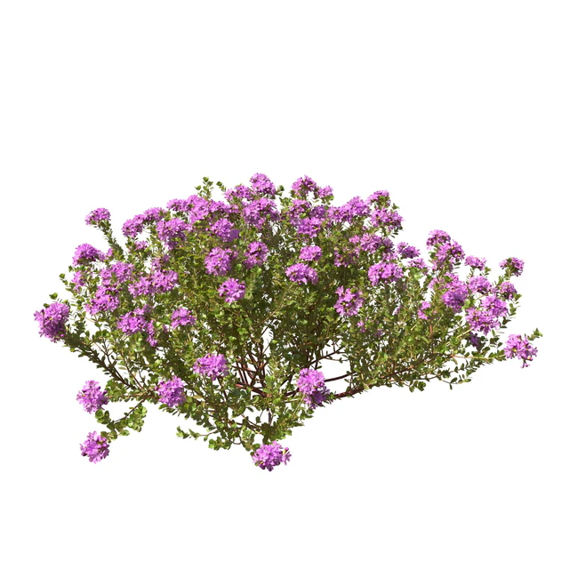 Тимьян обыкновенный thymus vulgaris — Скачать