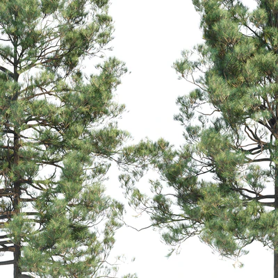 pine trees collection vol 11 — Вид 5