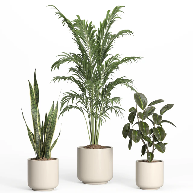 indoor plant set 56- ceramic pot — Descargar