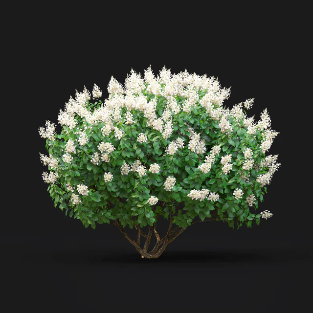 Hydrangea Paniculata — Скачать