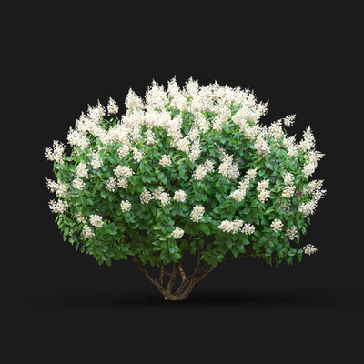 Hydrangea Paniculata — Вид 5