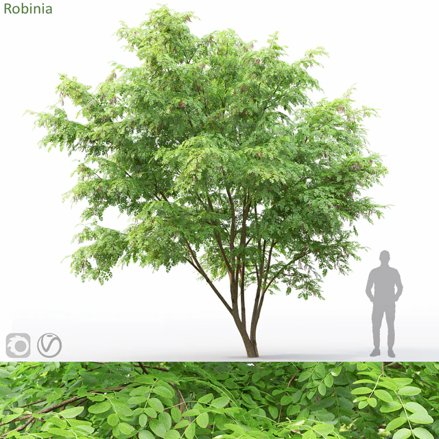 Robinia — Скачать
